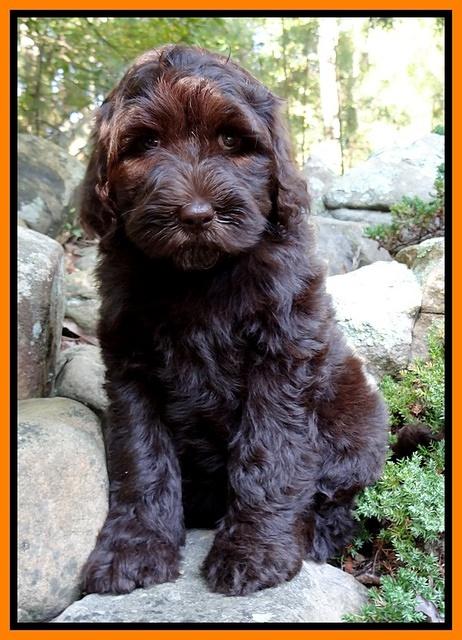 Paris Gus pups 8 wks old 51