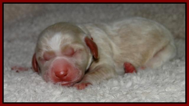 Paris Gus pups 1 day old 035