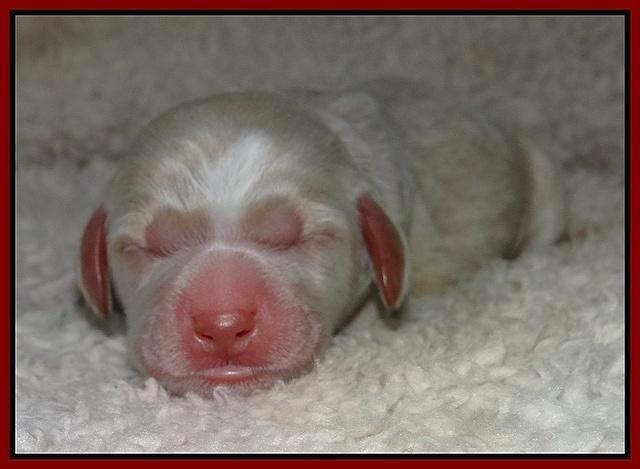 Paris Gus pups 1 day old 038