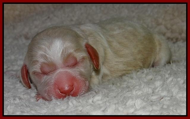 Paris Gus pups 1 day old 039