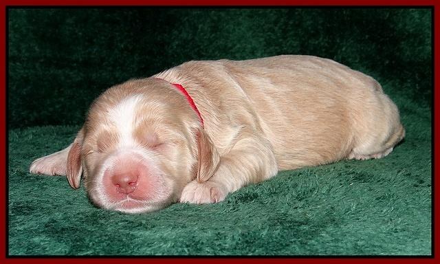Paris Gus pups 1 wk old 068