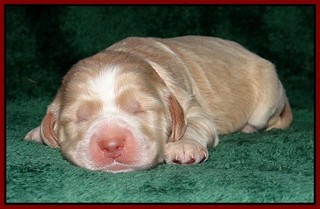 Paris Gus pups 1 wk old 085