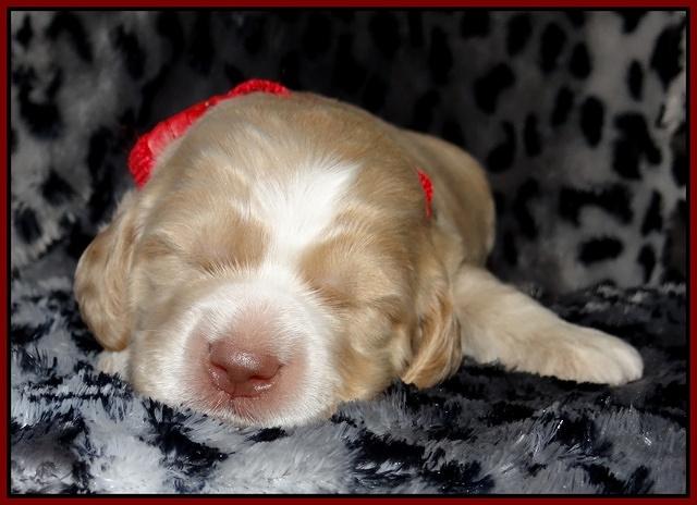 Paris Gus pups 2 wks old 111