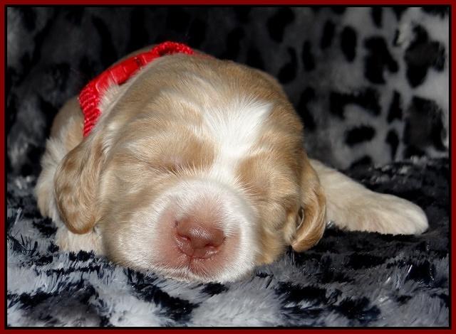 Paris Gus pups 2 wks old 116