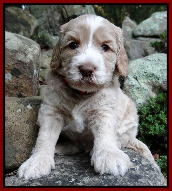 Paris Gus pups 4 wks old 065