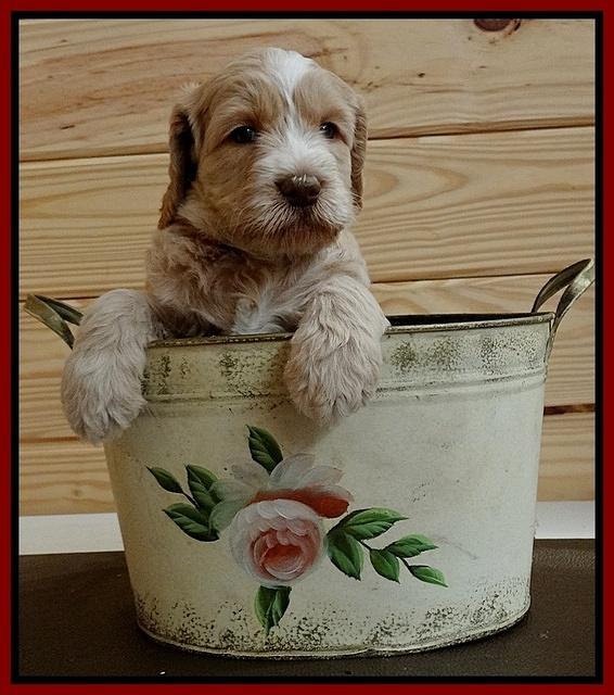 Paris Gus pups 5 wks old 501