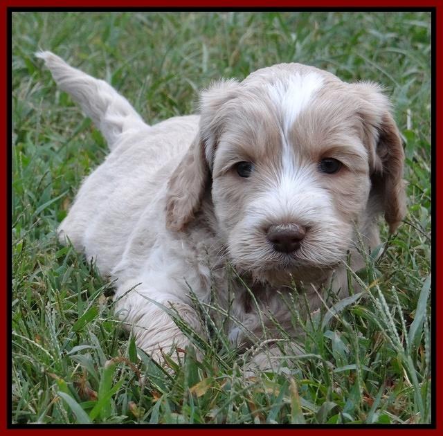 Paris Gus pups 5 wks old 511