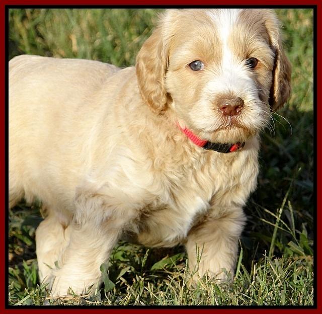 Paris Gus pups 5 wks old 531