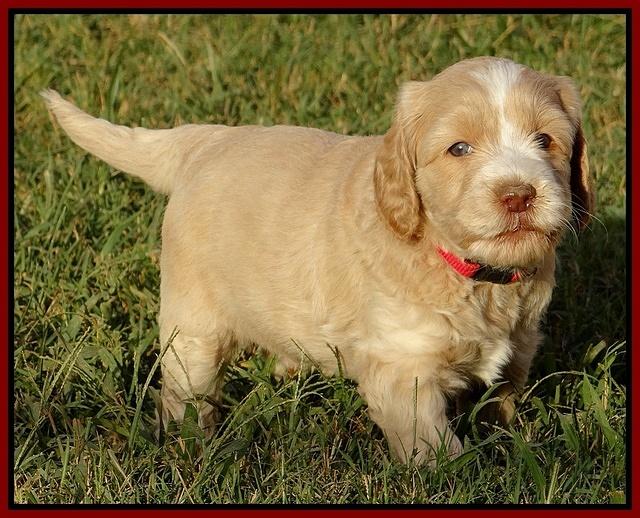 Paris Gus pups 5 wks old 551