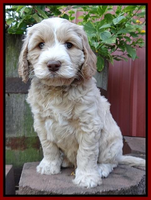 Paris Gus pups 6 wks old 223