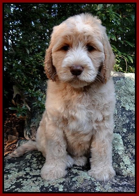 Paris Gus pups 8 wks old #5 015