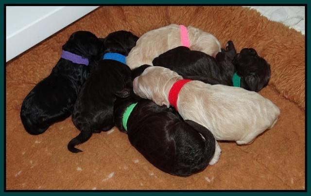 Paris Gus pups 1 wk old 087