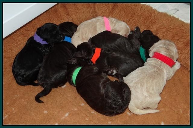 Paris Gus pups 1 wk old 088