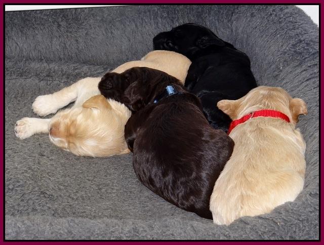 Paris Gus pups 2 wks old 124