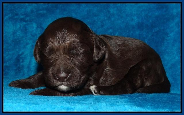 Coco Champ pups 1 wk old 41