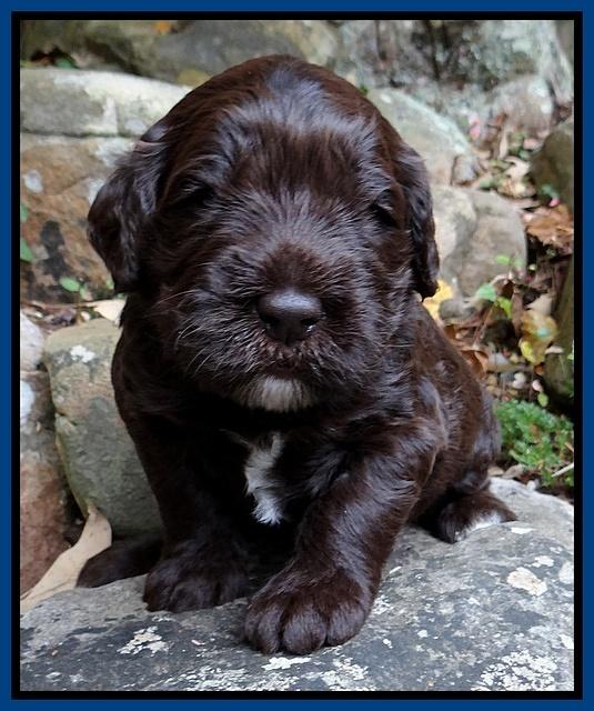 Coco Champ pups 3 wks old 003