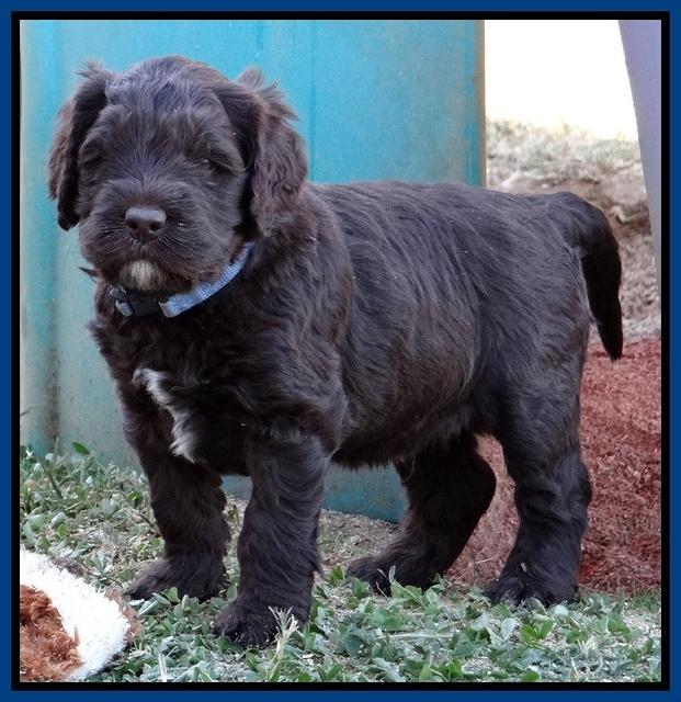 Coco Champ pups 5 wks old 71
