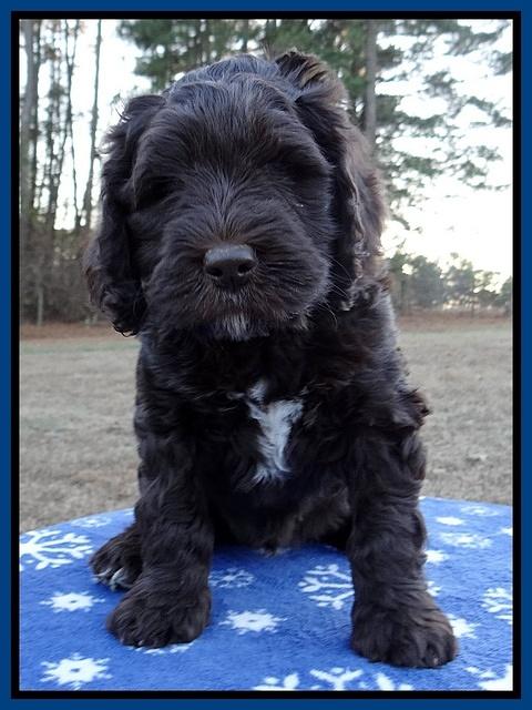 Coco Champ pups 7 wks old 11