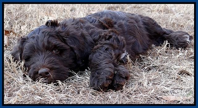 Coco Champ pups 7 wks old 21