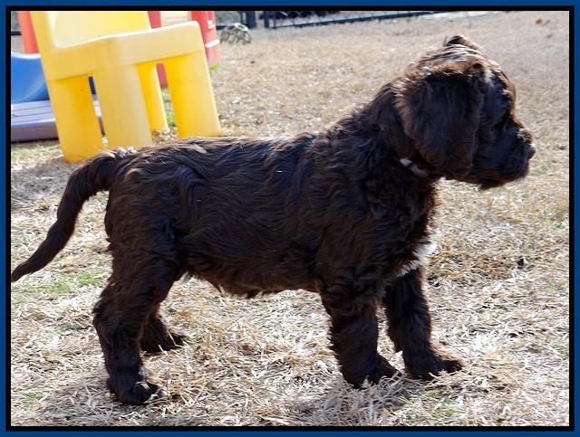 Coco Champ pups 7 wks old 31