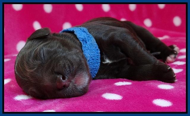 Coco Champ pups newborn 009