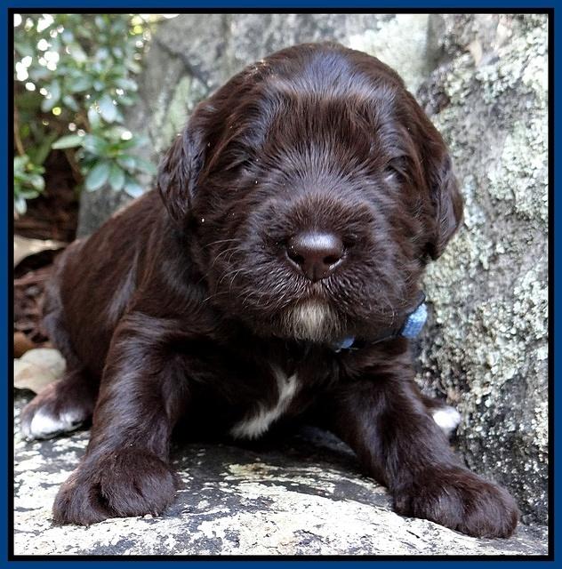 Coco Champion pups 2 wks old 020