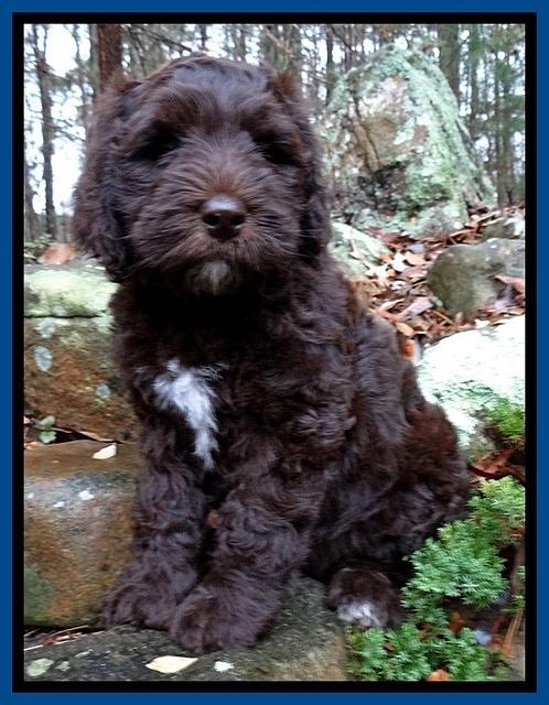 Coco Champion pups 8 wks old 033