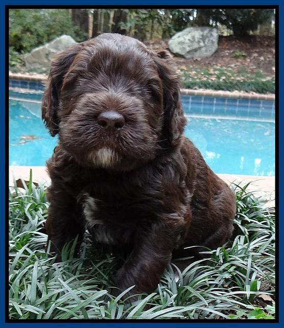 Coco champion pups 4 wks old 013