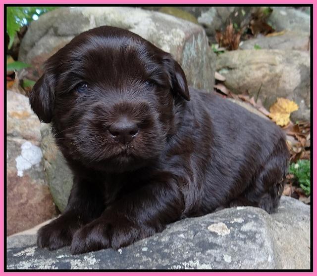 Coco Champ pups 3 wks old 014