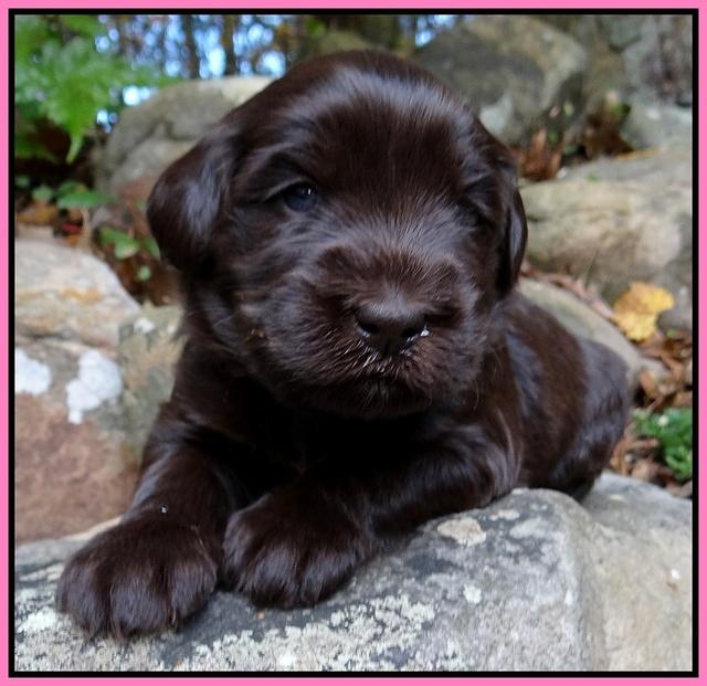 Coco Champ pups 3 wks old 020