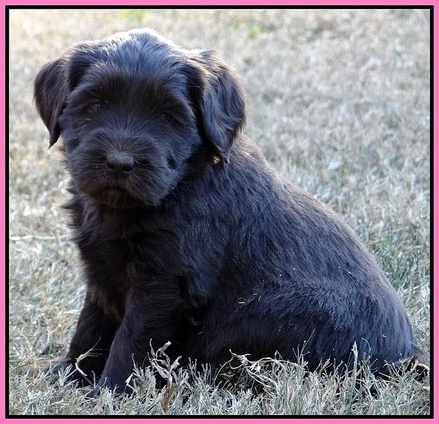 Coco Champ pups 5 wks old 111