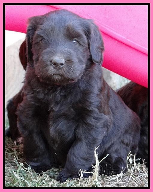 Coco Champ pups 5 wks old 121