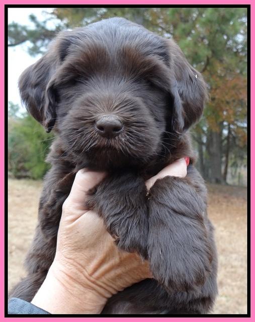 Coco Champ pups 6 wks old 033