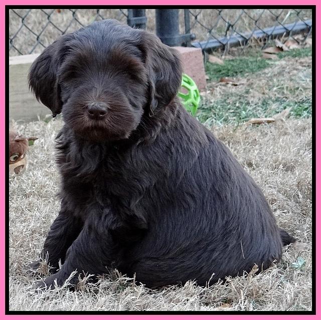 Coco Champ pups 7 wks old 111