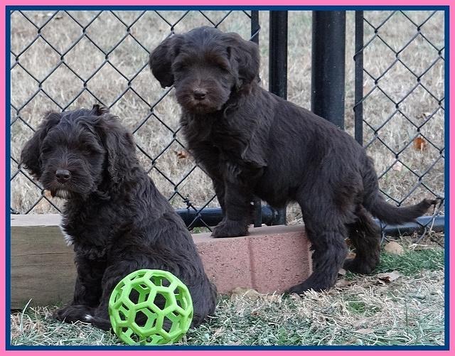 Coco Champ pups 7 wks old 121