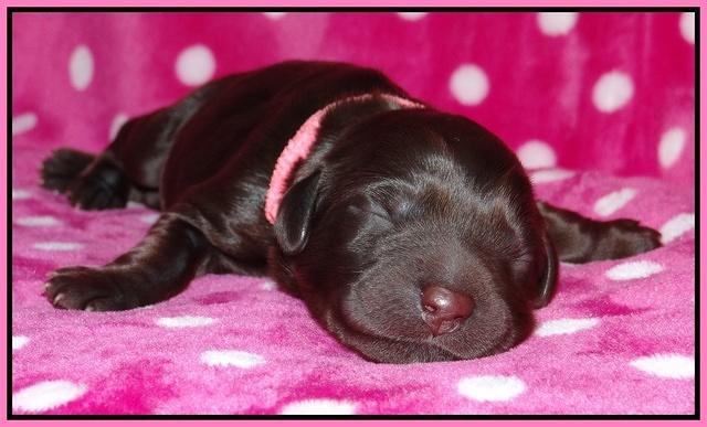 Coco Champ pups newborn 017