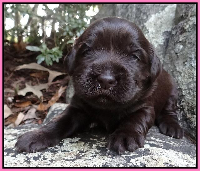 Coco Champion pups 2 wks old 033