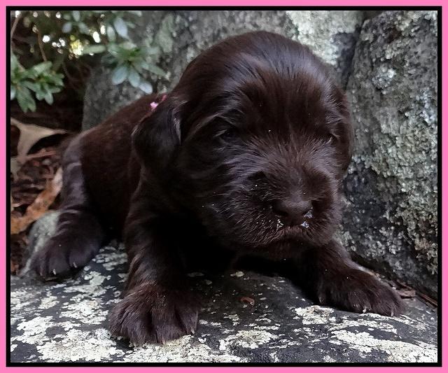 Coco Champion pups 2 wks old 037