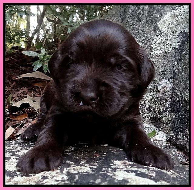Coco Champion pups 2 wks old 038
