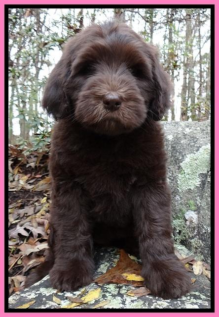 Coco champ pups 8 wks old 12 200