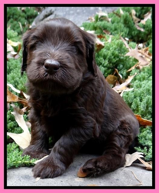 Coco champion pups 4 wks old 002
