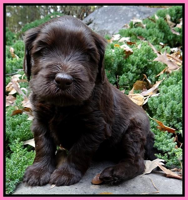 Coco champion pups 4 wks old 003