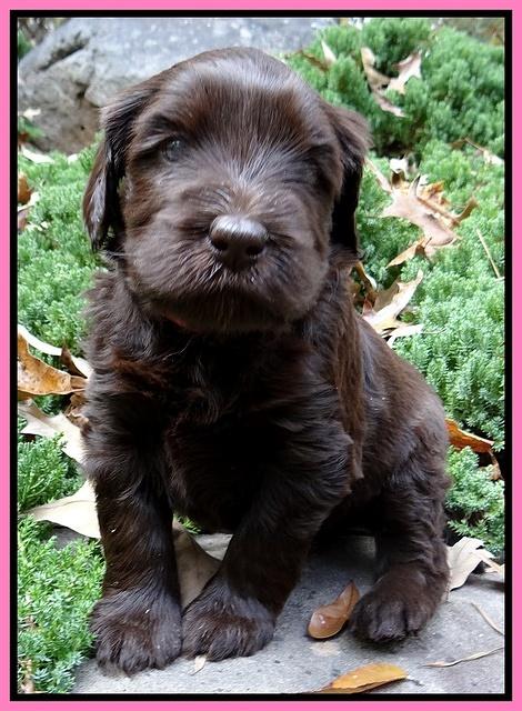 Coco champion pups 4 wks old 004