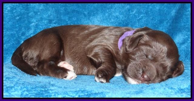 Coco Champ pups 1 wk old 151