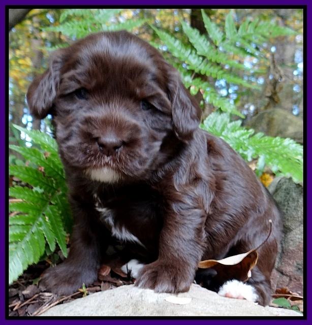 Coco Champ pups 3 wks old 035