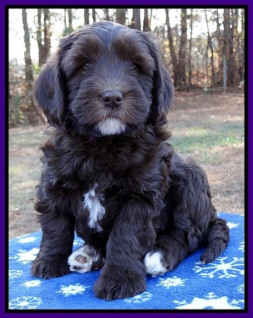 Coco Champ pups 7 wks old 141