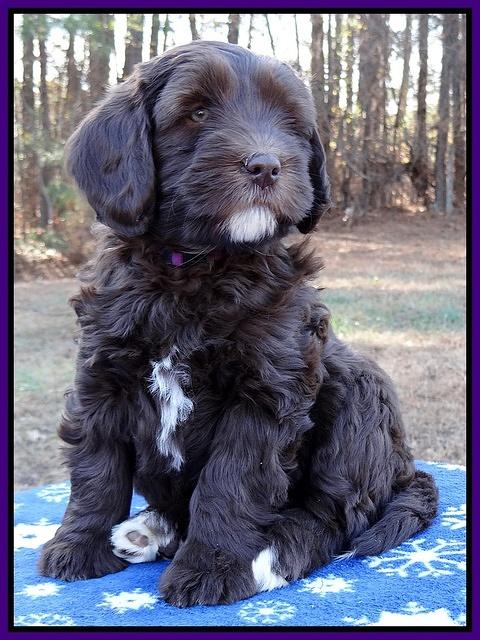 Coco Champ pups 7 wks old 151