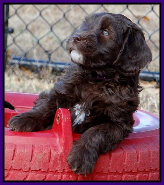 Coco Champ pups 7 wks old 161