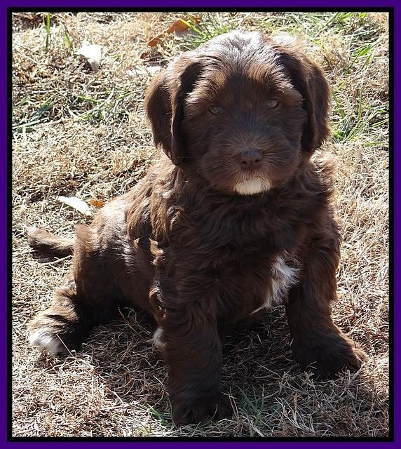 Coco Champ pups 7 wks old 171