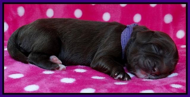 Coco Champ pups newborn 030
